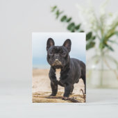 Carte Postale Bouledogue français jouant dans le sable (Debout devant)