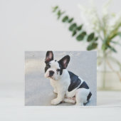 Carte Postale Bouledogue français noir et blanc (Debout devant)