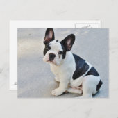 Carte Postale Bouledogue français noir et blanc (Devant / Derrière)