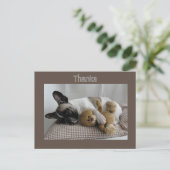 Carte Postale Bouledogue français Teddy French Bulldog (Debout devant)