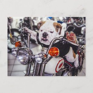Carte Postale Bouledogue sur la moto