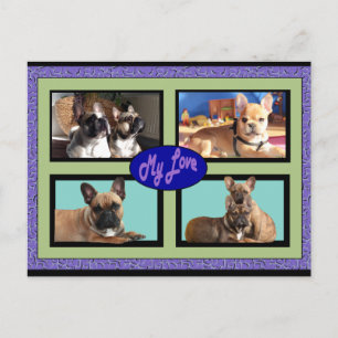 Carte Postale Bouledogues Français Mon Amour Bouledogue Français