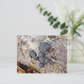 Carte Postale Boules de carbone (Daldinia concentrica) Champigno (Debout devant)