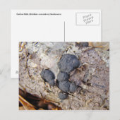 Carte Postale Boules de carbone (Daldinia concentrica) Champigno (Devant / Derrière)