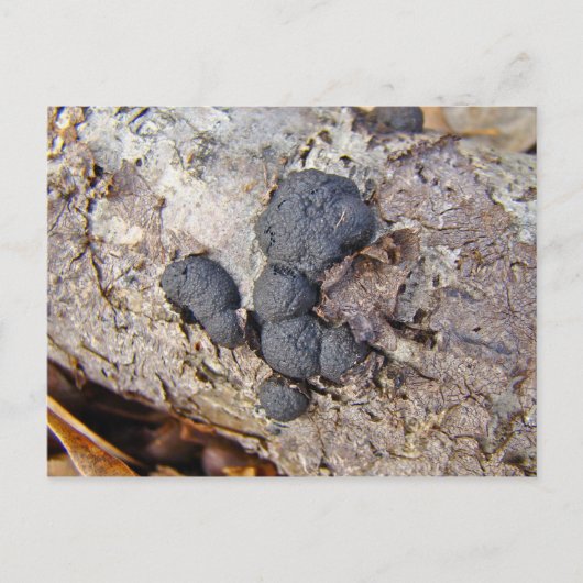 Carte Postale Boules de carbone (Daldinia concentrica) Champigno (Devant)
