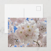 Carte Postale Boules De Fleur Rose. (Devant / Derrière)