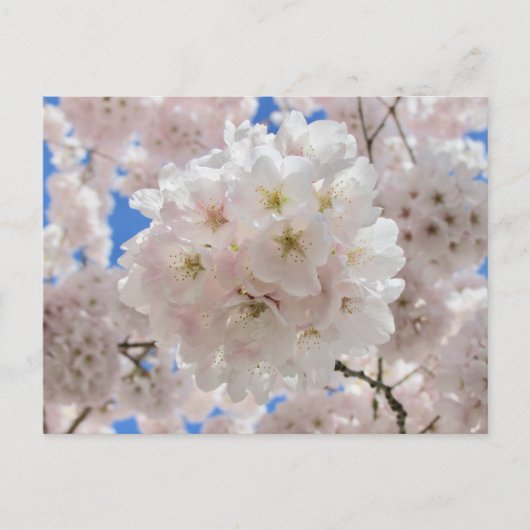 Carte Postale Boules De Fleur Rose. (Devant)