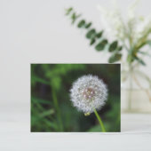 Carte Postale Boume de pustère (Debout devant)