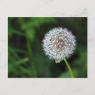 Carte Postale Boume de pustère