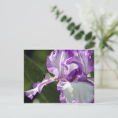 Carte Postale Bountiful Butterfly Iris Photographie (Debout devant)