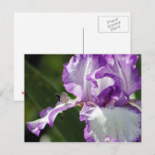Carte Postale Bountiful Butterfly Iris Photographie (Devant / Derrière)