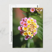 Carte Postale Bouquet Coloré (Devant / Derrière)