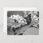 Carte Postale bouquet cool de lilas (Devant / Derrière)