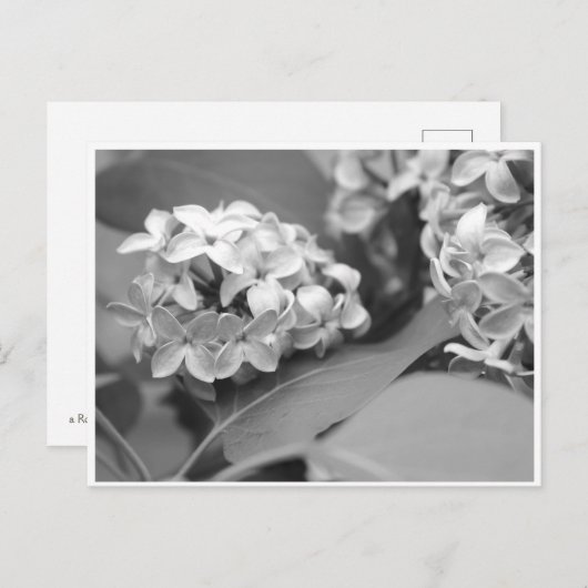 Carte Postale bouquet cool de lilas (Devant / Derrière)