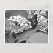Carte Postale bouquet cool de lilas (Devant)