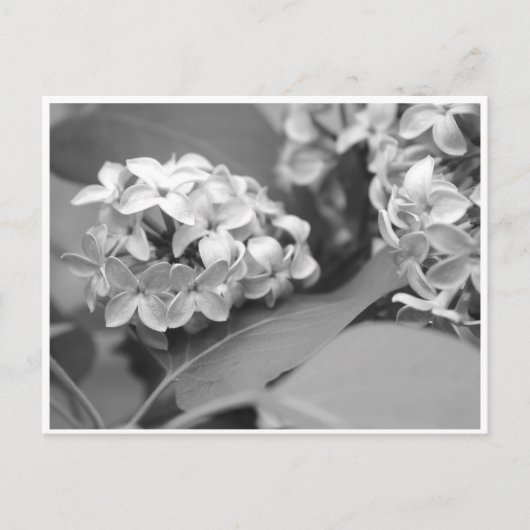 Carte Postale bouquet cool de lilas (Devant)