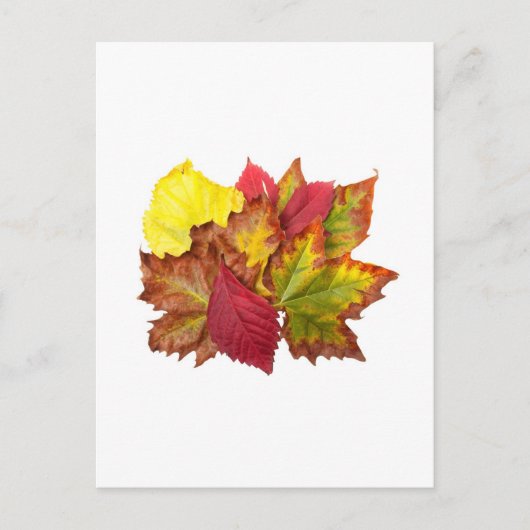 Carte Postale Bouquet d'automne (Devant)