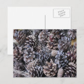 Carte Postale Bouquet de cônes de pin (Devant / Derrière)