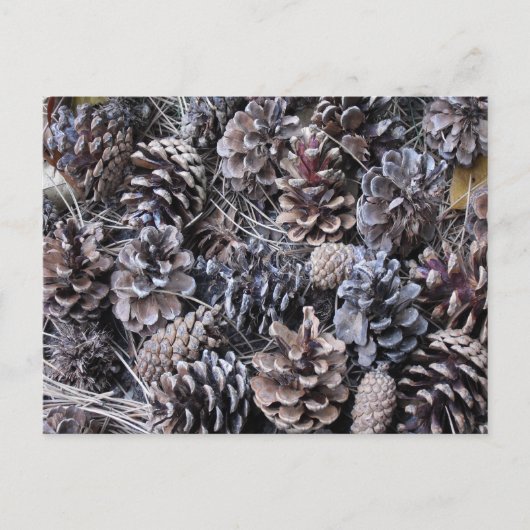 Carte Postale Bouquet de cônes de pin (Devant)