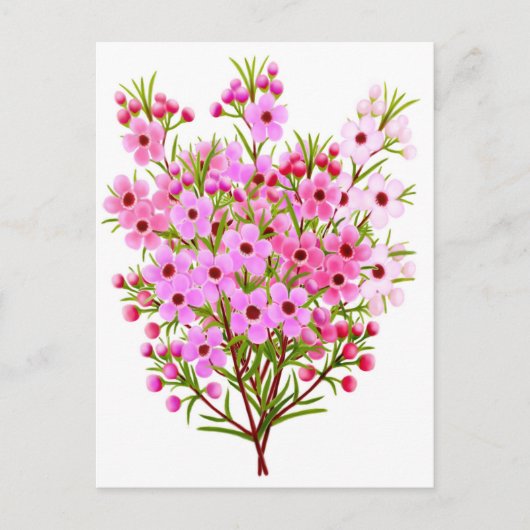 Carte postale Bouquet de fleurs de cire (Devant)