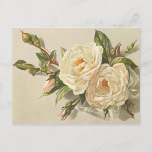 Carte Postale Bouquet de roses blanches Vintages victoriennes