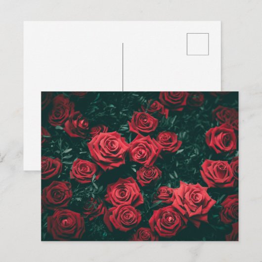 Carte Postale Bouquet de roses rouges (Devant / Derrière)