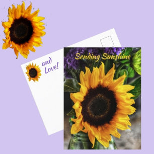 Carte Postale Bouquet de tournesols Botanique Photographique Flo