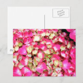 Carte Postale Bouquet Hydrangea rose (Devant / Derrière)