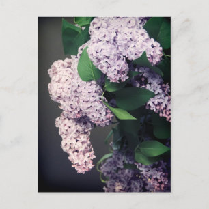 Carte Postale Bouquet Lilac avec Vignette