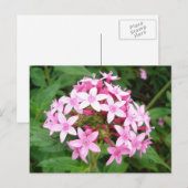 Carte Postale Bouquet rose (Devant / Derrière)