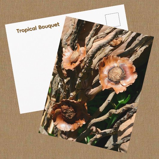Carte Postale Bouquet Tropical Coco Séché Botanique