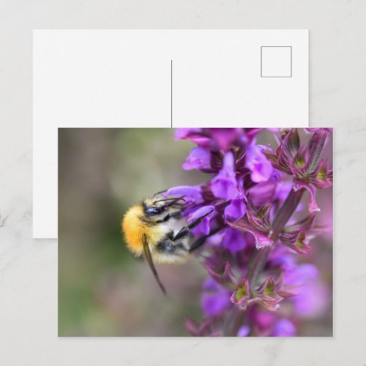 Carte Postale Bourdon  (Devant / Derrière)