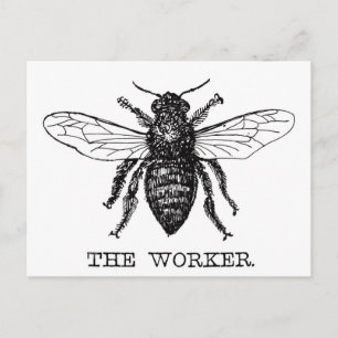 Carte Postale Bourdon noir ouvrier abeille miel