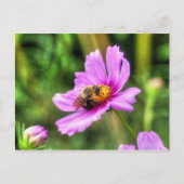 Carte Postale Bourdon sur Cosmos Rose (Devant)