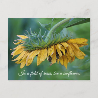 Carte postale - Bourdon sur tournesol