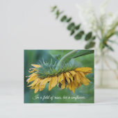 Carte postale - Bourdon sur tournesol (Debout devant)