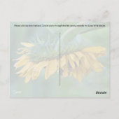 Carte postale - Bourdon sur tournesol (Dos)