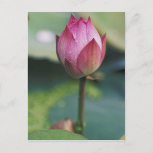 Carte Postale Bourgeon de fleur de lotus, Hangzhou, province de