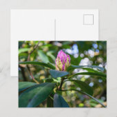 Carte Postale Bourgeon de Fleur de Rhododendron (Devant / Derrière)