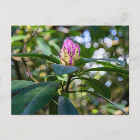 Carte Postale Bourgeon de Fleur de Rhododendron (Devant)