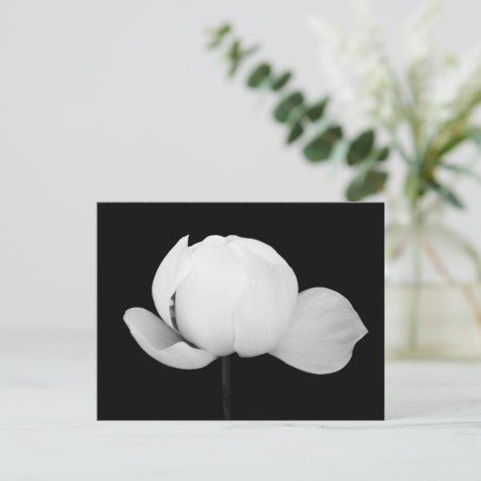 Carte Postale Bourgeon de lotus (Debout devant)