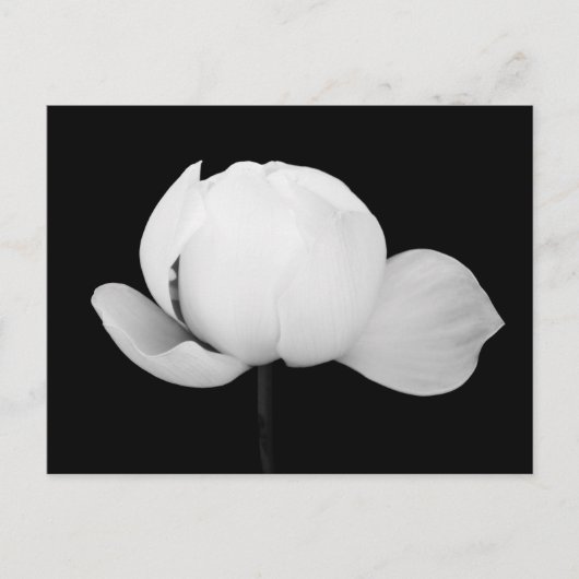 Carte Postale Bourgeon de lotus (Devant)