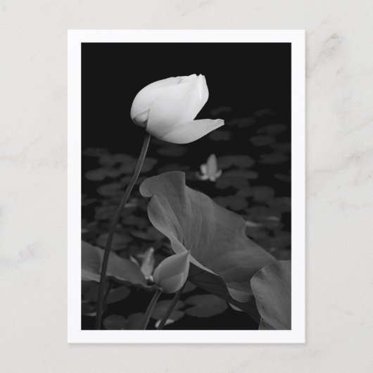 Carte Postale Bourgeon de nénuphar Lotus (Devant)