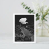Carte Postale Bourgeon de nénuphar Lotus (Debout devant)