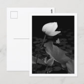 Carte Postale Bourgeon de nénuphar Lotus (Devant / Derrière)