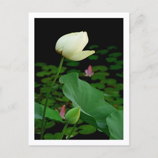 Carte Postale Bourgeon de nénuphar Lotus (Devant)