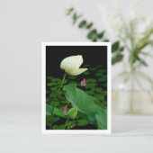 Carte Postale Bourgeon de nénuphar Lotus (Debout devant)