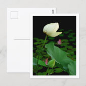 Carte Postale Bourgeon de nénuphar Lotus (Devant / Derrière)