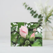 Carte Postale Bourgeon de rose de Sharon rose au printemps (Debout devant)