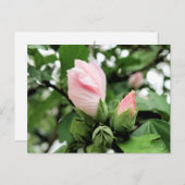 Carte Postale Bourgeon de rose de Sharon rose au printemps (Devant / Derrière)